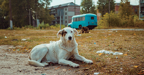 Çernobil'in Sokak Köpekleri: Genetik Farklılıklar ve Mutasyon Tartışması