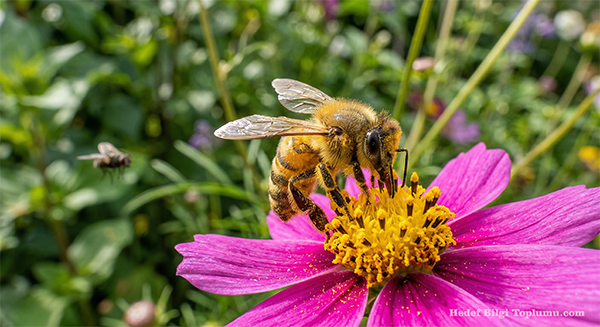 Arılar ve sinekler her gün çiçeklerden bir kadeh alkol içiyor