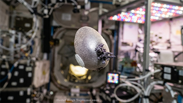 Uzay İstasyonunda Panik Yaratan Görüntünün Sırrı Çözüldü: NASA Astronotu Açıkladı Uzay İstasyonunda Panik Yaratan Görüntünün Sırrı Çözüldü: NASA Astronotu Açıkladı