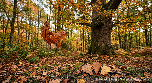 Yaprak Geometrisi Yaprakların Düşüş Mesafesini ve Hızını Belirliyor Yaprak Geometrisi Yaprakların Düşüş Mesafesini ve Hızını Belirliyor