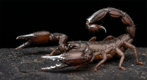 Akrepler 400 milyon yıldır vücutlarını çinko ve demirle zırh gibi kaplıyor