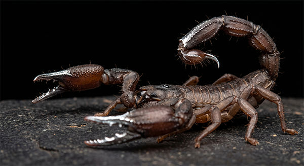 Akrepler 400 milyon yıldır vücutlarını çinko ve demirle zırh gibi kaplıyor